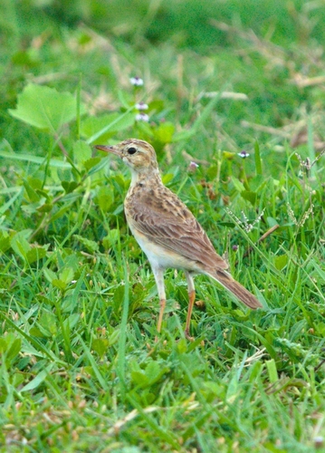 Paddyfield Pipit