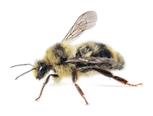 iNaturalist observation photo of Vancouver Bumble Bee