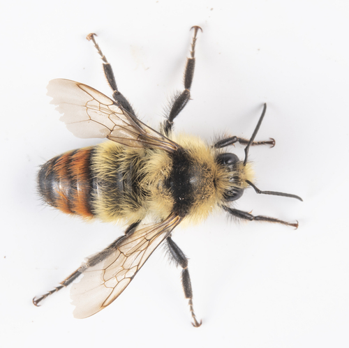 iNaturalist observation photo of Pyrobombus