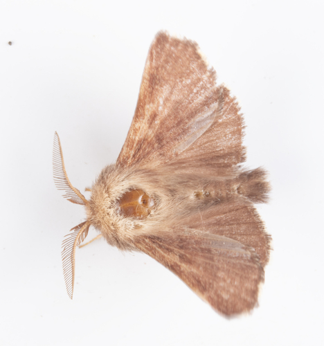 iNaturalist observation photo of Tent Caterpillar Moths