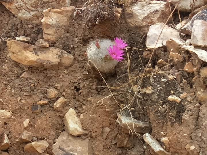 Mammillaria guelzowiana  iNaturalist