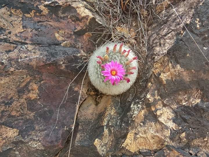 Mammillaria guelzowiana  iNaturalist