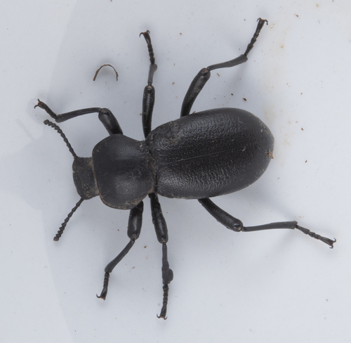 iNaturalist observation photo of California Broad-necked Darkling Beetle