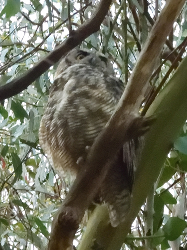 View observation of {o.common_name} on iNaturalist