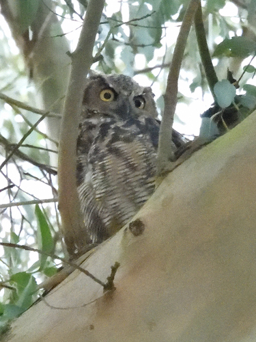 View observation of {o.common_name} on iNaturalist