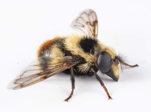 iNaturalist observation photo of Yellow-faced Swiftwing