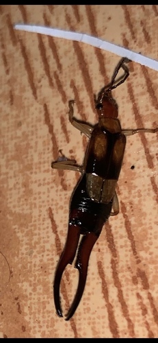 Desert Earwig