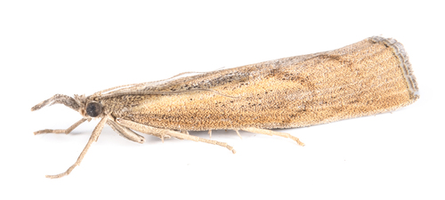iNaturalist observation photo of Pyralid and Crambid Snout Moths