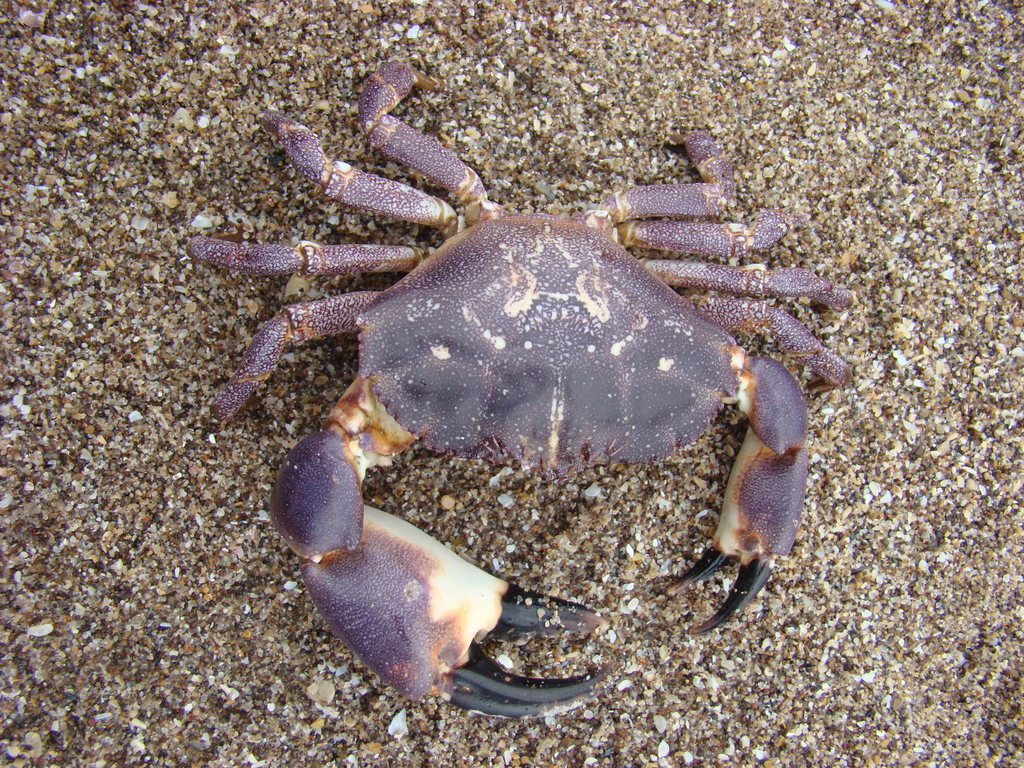 Danielethus crenulatus (Platyxanthus crenulatus) · ArgentiNat, image size:1024x768