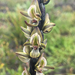 Tall Leek Orchid - Photo (c) huonpine, all rights reserved