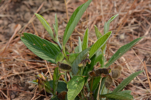 Eriosema monticola