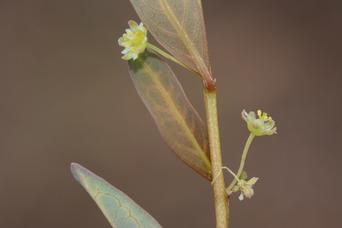 Clutia stuhlmannii