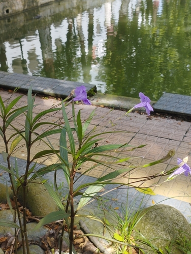 Mexican Ruellia