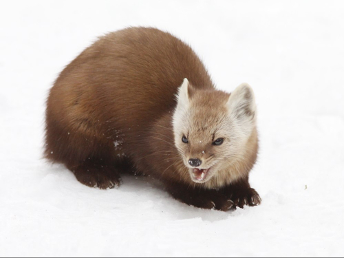 American Marten