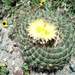 Coryphantha longicornis - Photo (c) Karla Maria Flores Alba, all rights reserved, uploaded by Karla Maria Flores Alba
