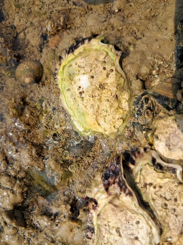 Magallana gigas