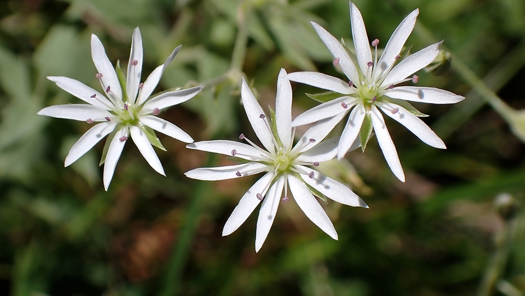 Stellaria vestita (Stellaria vestita)