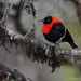 Red-collared Myzomela - Photo (c) Chien Lee, all rights reserved, uploaded by Chien Lee