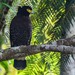 Águila Culebrera de Kinabalu - Photo (c) Chien Lee, todos los derechos reservados, subido por Chien Lee