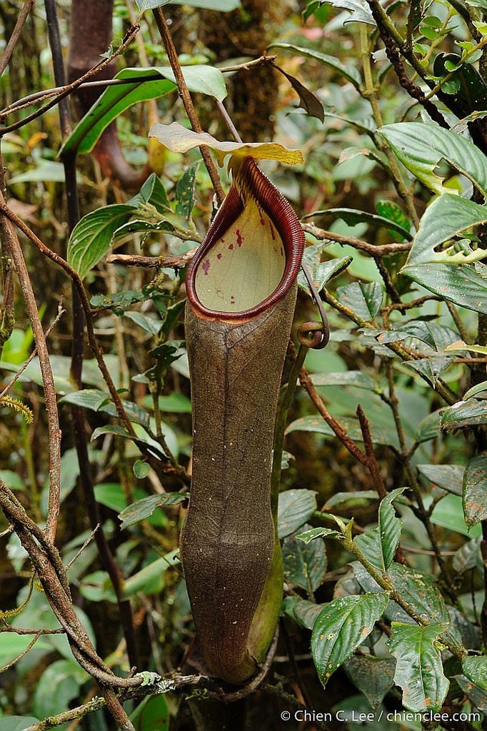 Plantas carnívoras