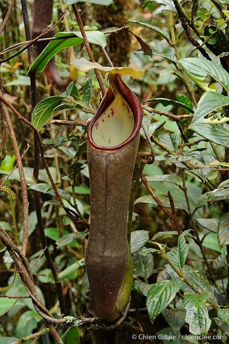 Nepenthes izumiae