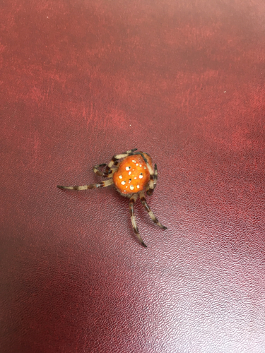 Shamrock Orbweaver