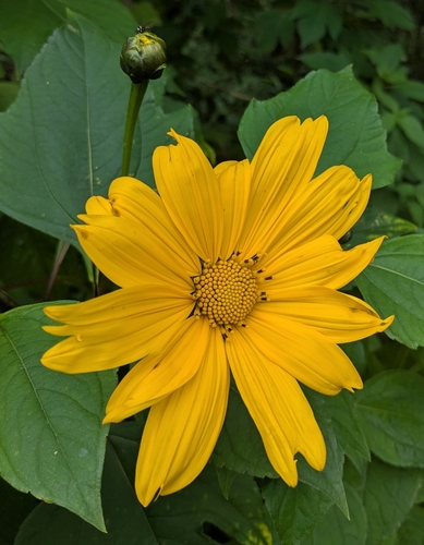 Mexican sunflower
