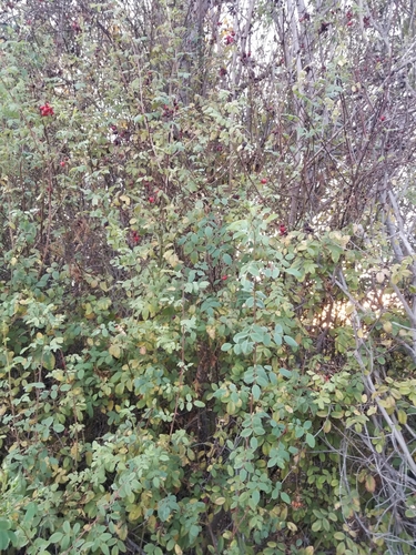iNaturalist observation photo of California Wild Rose