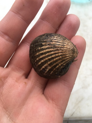 Northern Cardita