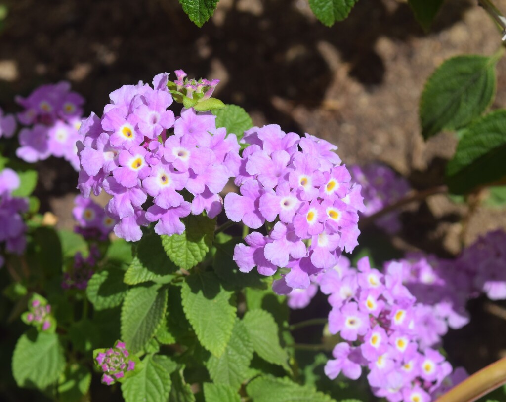 Lantana montevidensis