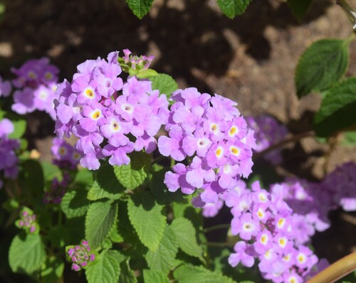 creeping lantana