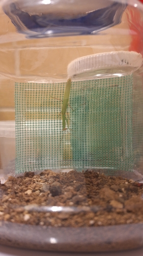 European Mantis