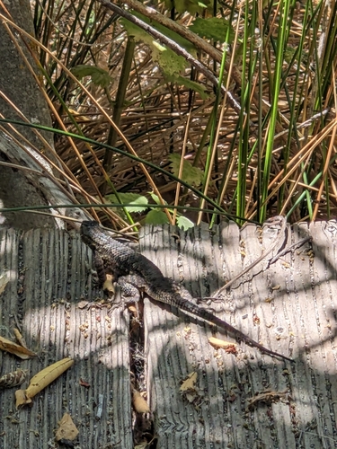 iNaturalist observation photo of Western Fence Lizard