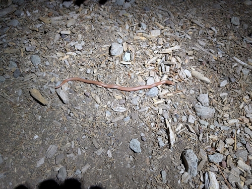 iNaturalist observation photo of Northern Rubber Boa