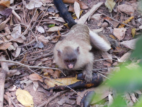 Black-tailed Marmoset