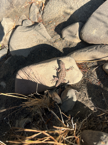 iNaturalist observation photo of Western Fence Lizard