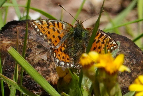 Issoria eugenia