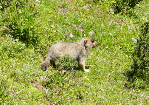 Himalayan Marmot