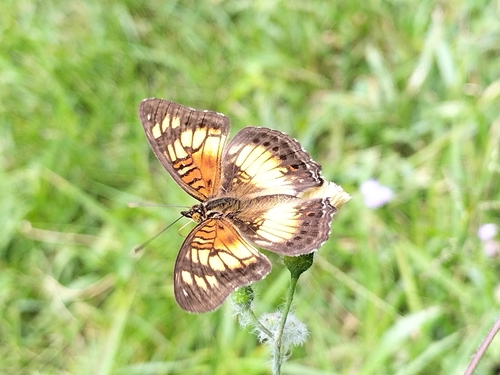 Little Pansy