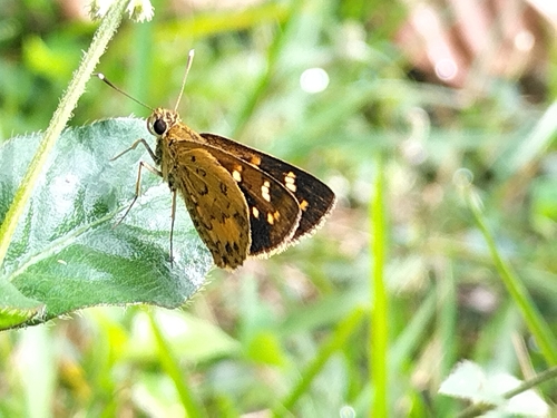 Common Pathfinder