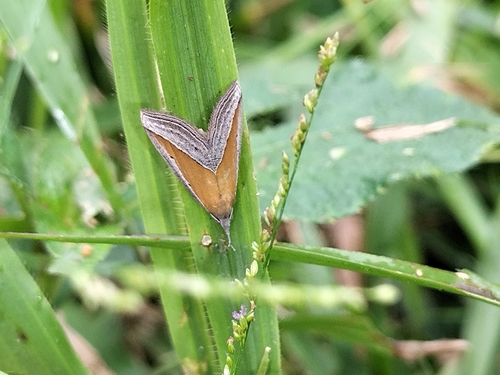 Hypena conscitalis
