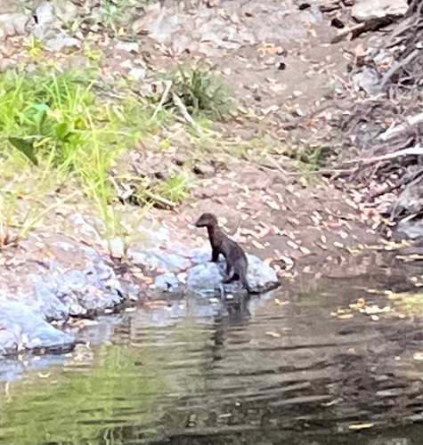 iNaturalist observation photo of American Mink