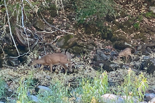 iNaturalist observation photo of Mule Deer
