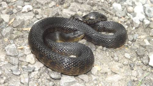 Mississippi Green Watersnake