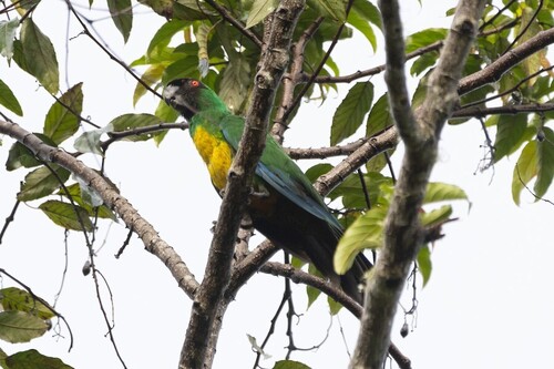 Masked Shining-Parrot