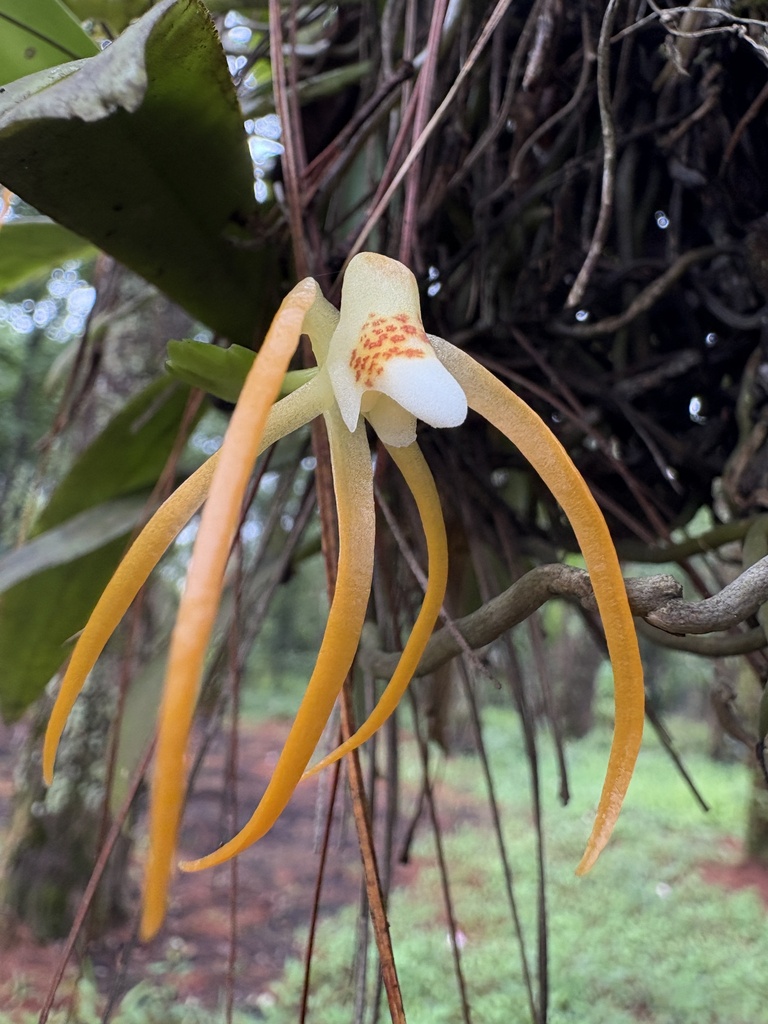 Thrixspermum flammeum (Thrixspermum flammeum)