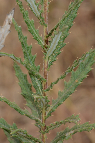 Berkheya spekeana