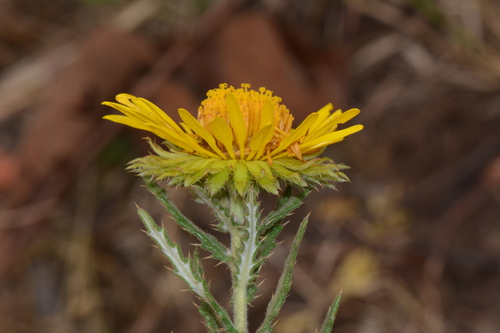 Berkheya spekeana