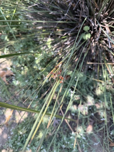 iNaturalist observation photo of spiny rush
