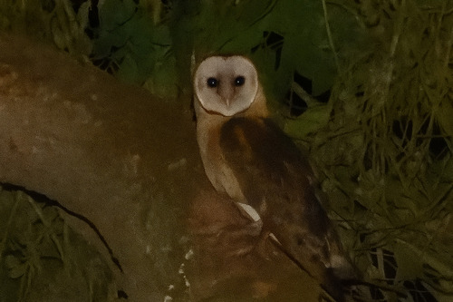 View observation of {o.common_name} on iNaturalist